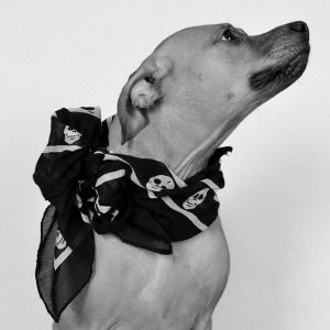 Pet Portraits